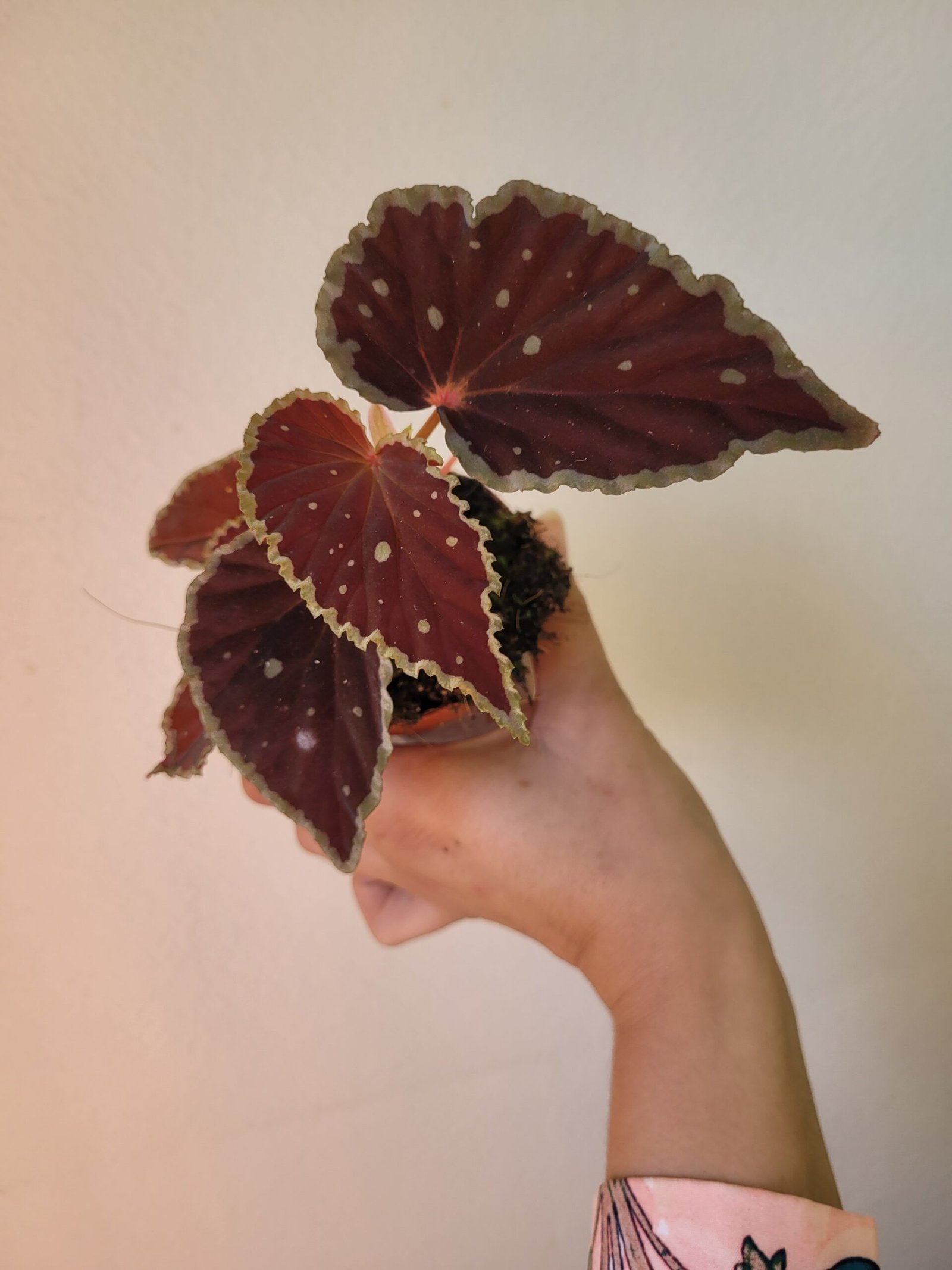 Begonia darthvaderiana 'Green Spots' — Pot 8 cm – Image 3