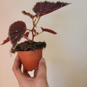 Begonia darthvaderiana &lsquo;Green Spots&rsquo; — Pot 8 cm