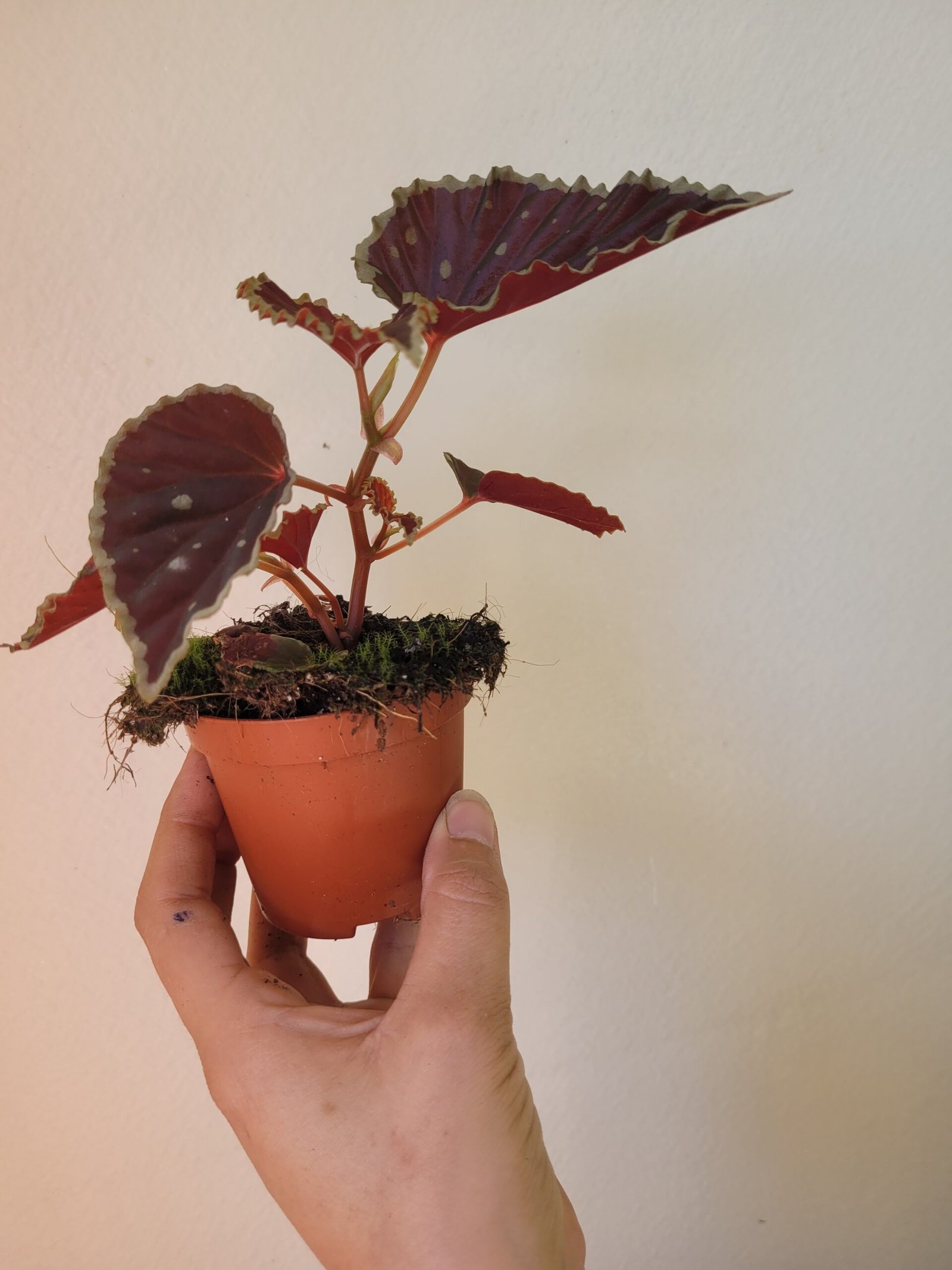 Begonia darthvaderiana 'Green Spots' — Pot 8 cm – Image 2