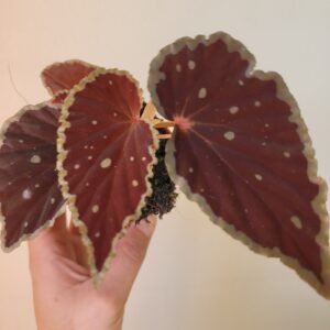 Begonia darthvaderiana &lsquo;Green Spots&rsquo; — Pot 8 cm