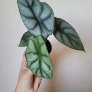 Alocasia Silver Dragon – Pot 6cm