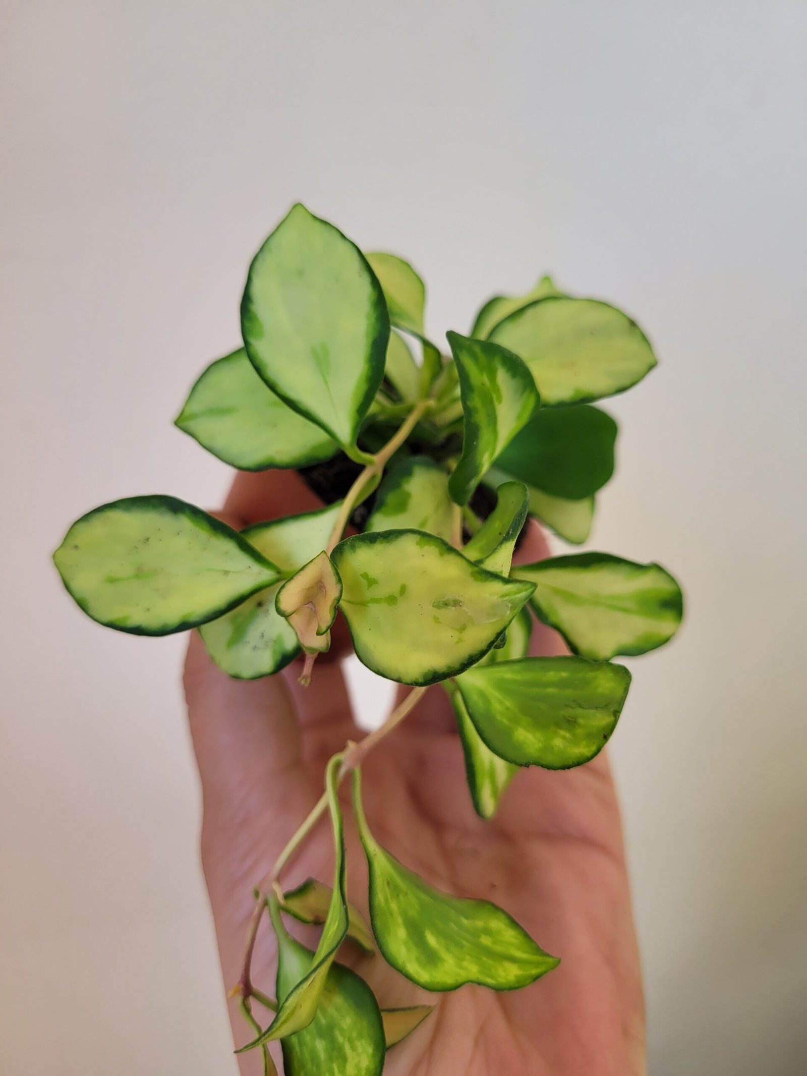 Hoya heuschkeliana 'Variegata' — Pot 6 cm – Image 2