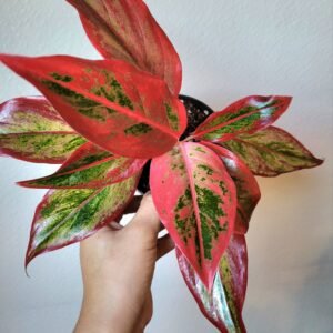 Aglaonema &lsquo;Siam red Aurora&rsquo; – Pot 9cm