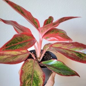 Aglaonema &lsquo;Siam red Aurora&rsquo; – Pot 9cm