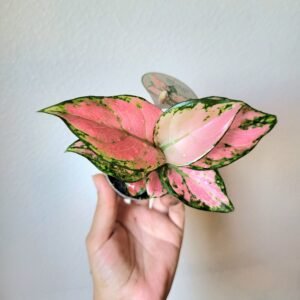 Aglaonema Lucky Red – Pot 6cm