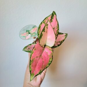 Aglaonema Lucky Red – Pot 6cm