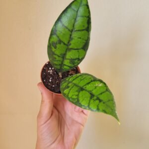 Hoya Callistophylla black cat- pot 6 cm