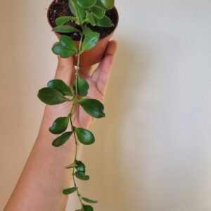 Hoya Panchoi – Pot 8 cm