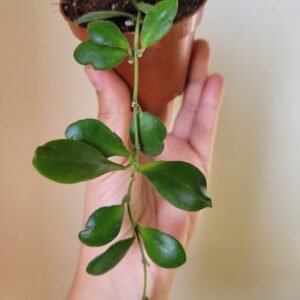 Hoya Panchoi – Pot 8 cm