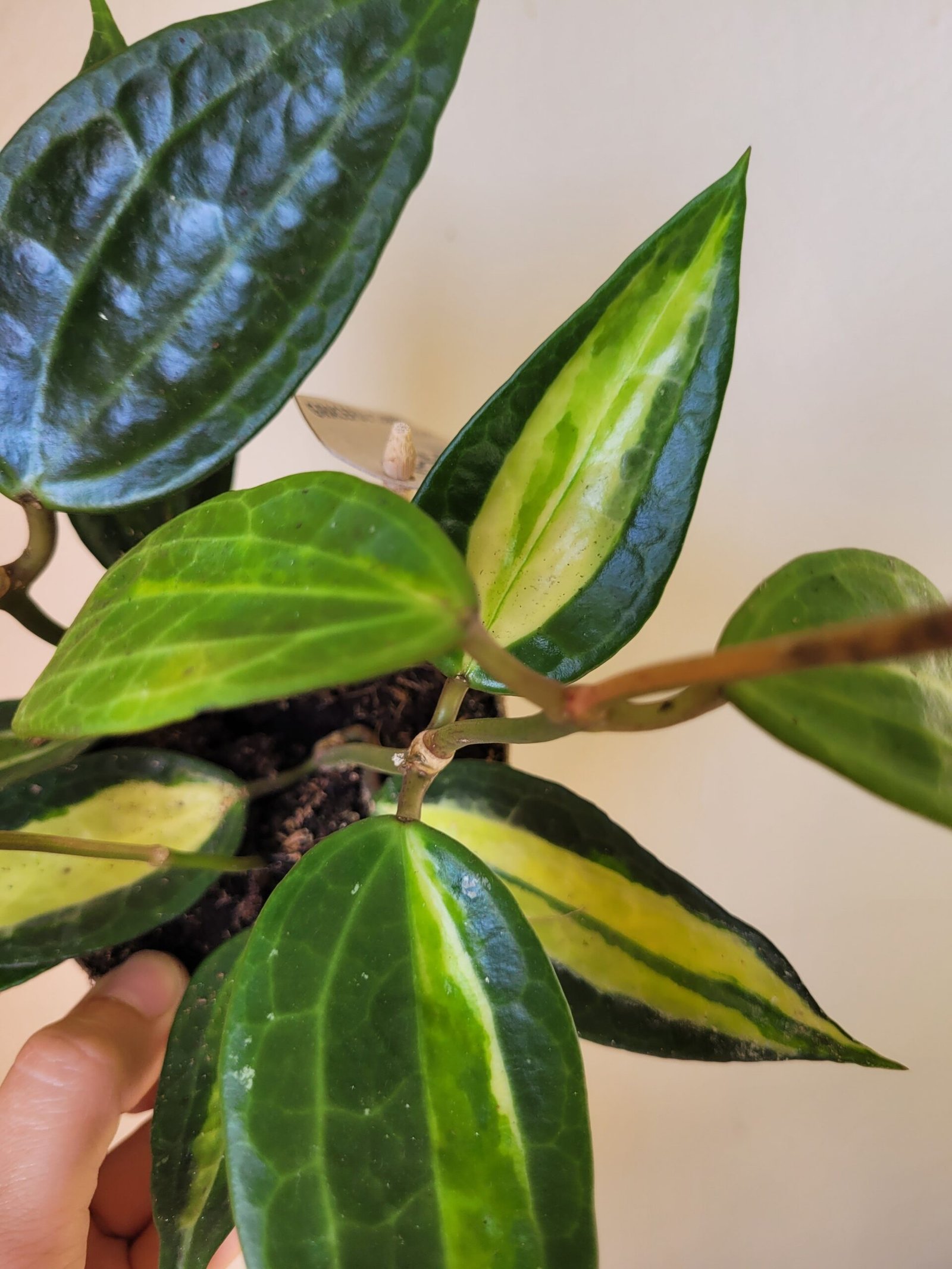 Hoya latifolia 'Pot of Gold' — Pot 11 cm – Image 2