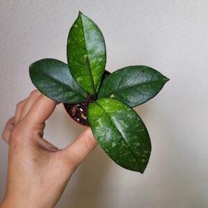 Hoya crassipetiolata &lsquo;Splash Round Leaf&rsquo; – Pot 6 cm