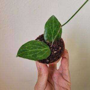 Hoya finlaysonii 'Fitchii' – Pot 6 cm