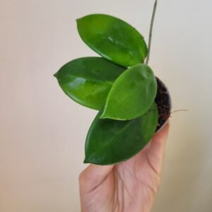 Hoya vangviengiensis — Pot 6 cm