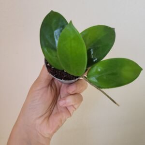 Hoya vangviengiensis — Pot 6 cm