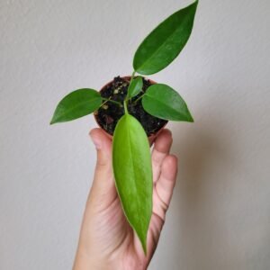Anthurium wendlingeri – Pot 6cm