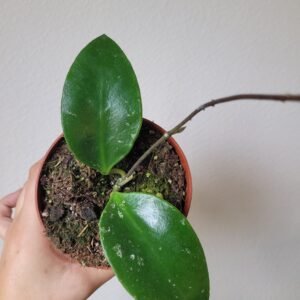 Hoya glabra 'Splash' — Pot 10,5 cm