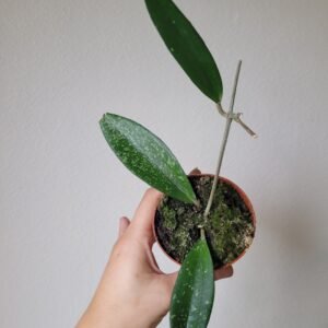 Hoya Sp. Loei- Pot 8cm