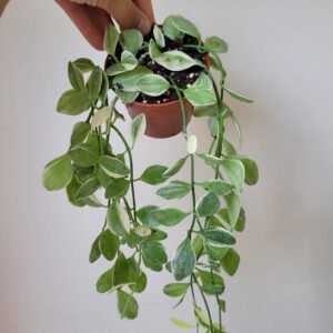 Dischidia oiantha 'Variegata' – Pot 8 cm