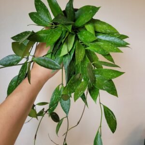 Hoya Memoria – D9cm