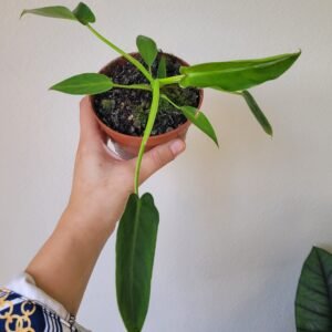 Philodendron spiritus-sancti — Pot 10,5 cm