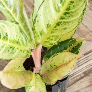 Aglaonema Chartreuse Pretty – Pot 12cm