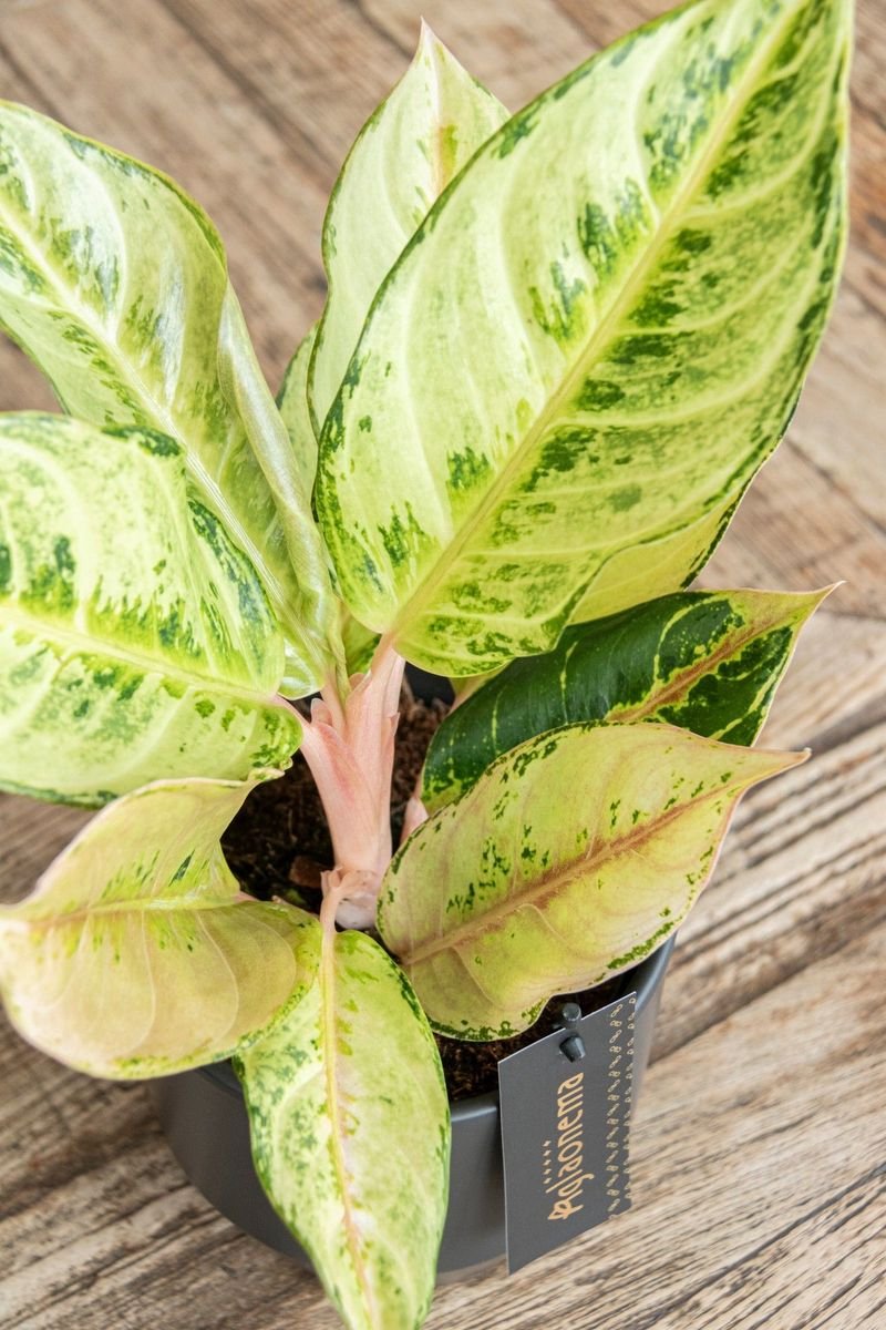 Aglaonema Chartreuse Pretty - Pot 12cm