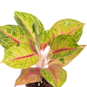 Aglaonema Iguana Red – Pot 12 cm
