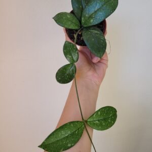 Hoya crassipetiolata 'Splash' — Pot 8 cm