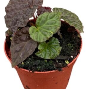 Begonia Black Mountain - pot 8 cm