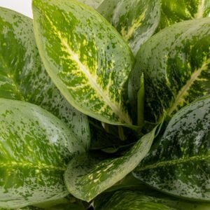 Aglaonema Lemon Mint – Pot 12 cm