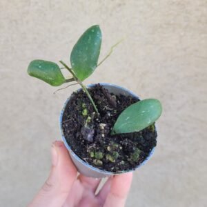Hoya brevialata Splash – Pot 6cm